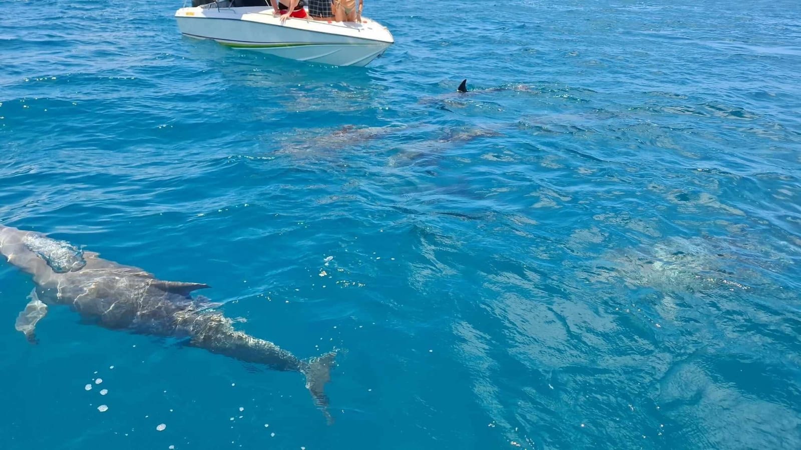 Southeast Cruises Adventure 52